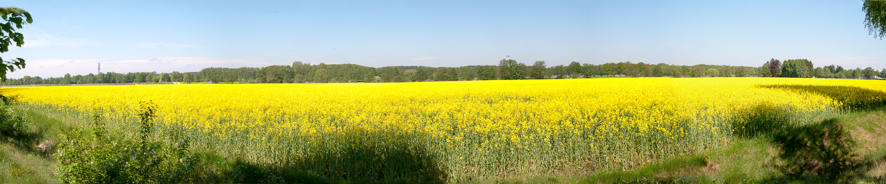 Rapsblüte-20130517 094913-2